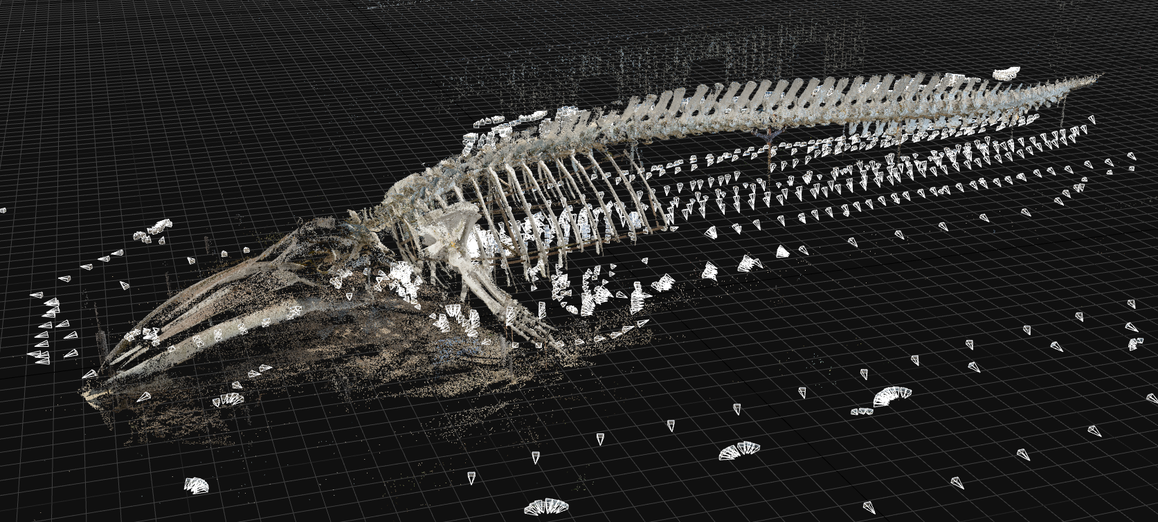 Blue whale Skeleton