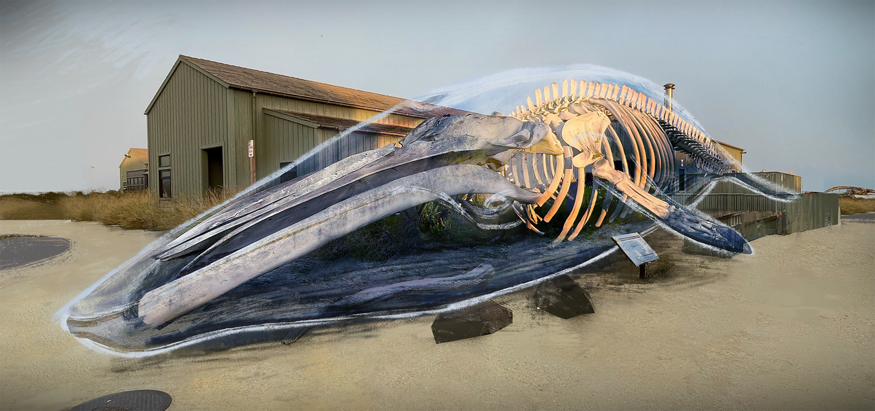 Blue whale render